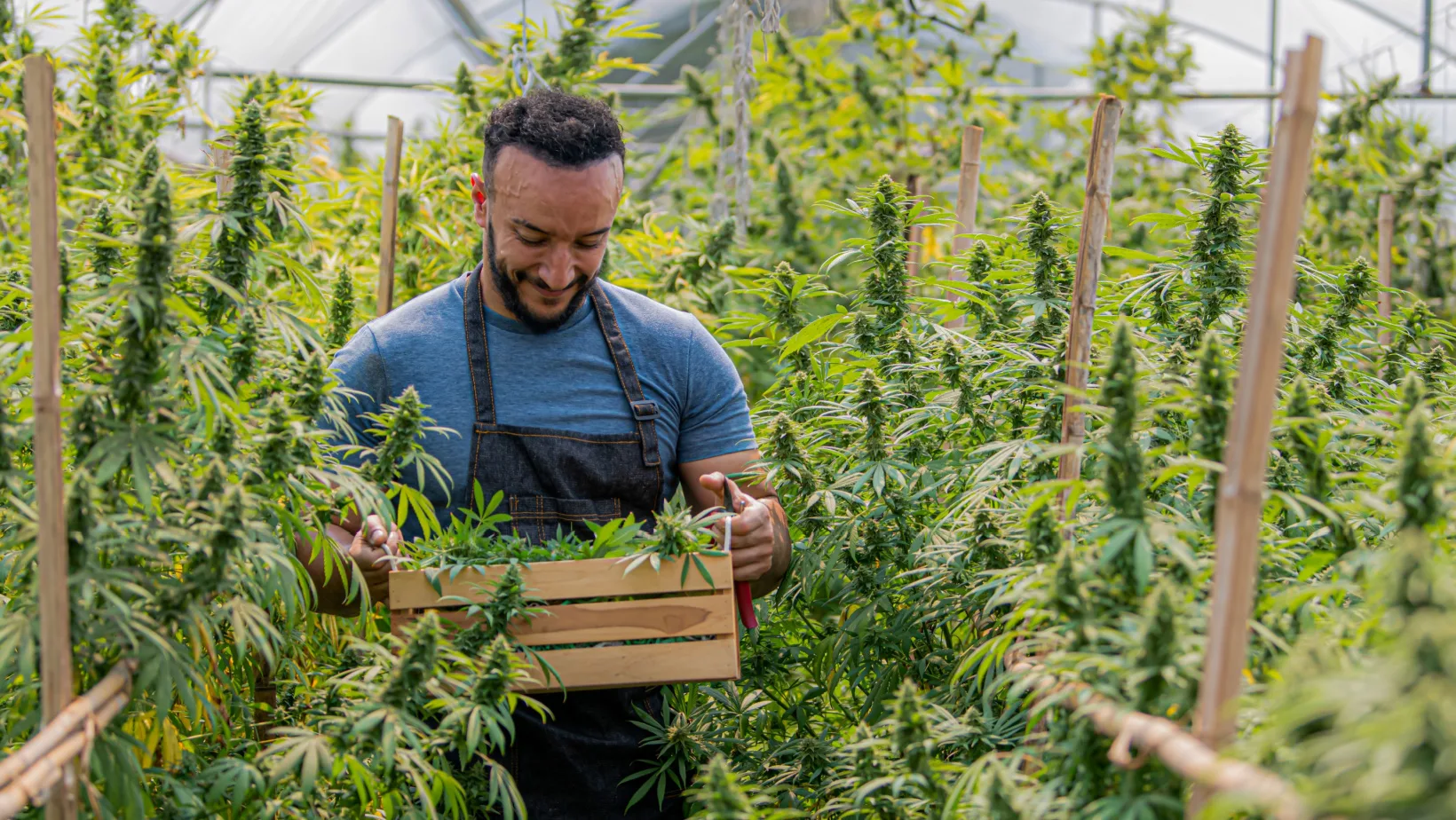 decriminalized drug use - banner